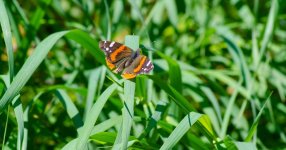 DSC_0488.jpg