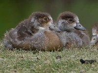 Goslings2.jpg