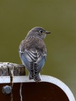 Bluebird8.jpg