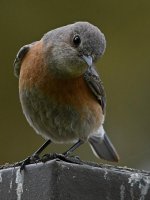 Bluebird4.jpg