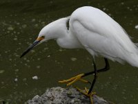 Egret3.jpg