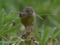 Finch2.jpg