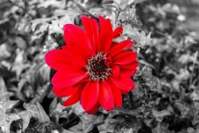 DSC_2732.jpg