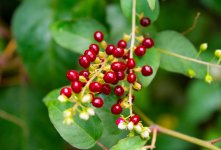 DSC_2780.jpg