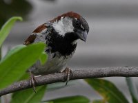 Sparrow6.jpg