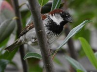 Sparrow10.jpg
