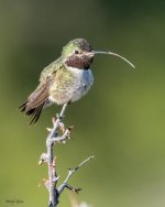 HuumerTongue-920.jpg