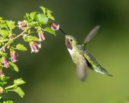 Hummer-919.jpg