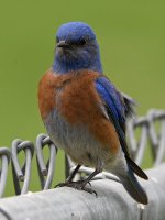 Bluebird4.jpg