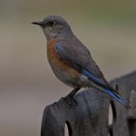 Bluebird6.jpg