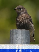 Bluebird10.jpg