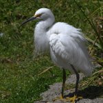 Egret6.jpg