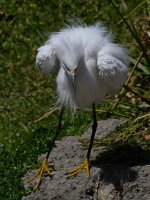 Egret9.jpg