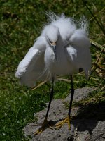 Egret7.jpg