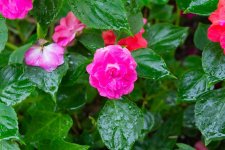 DSC_2740.jpg
