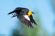 YellowheadedBB-921.jpg