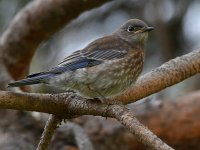 Bluebird2.jpg
