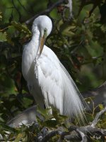 Egret.jpg