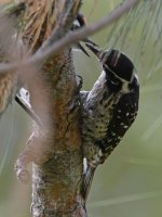 Woodpecker3.jpg