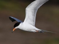 Tern11.jpg