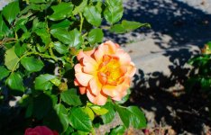 DSC_2880.jpg