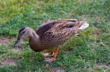 DSC_3145.jpg