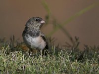 Junco.jpg