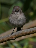 Tit5.jpg