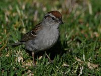 Sparrow3.jpg