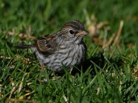 Sparrow2.jpg