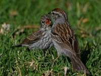 Sparrow5.jpg