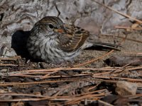 Sparrow8.jpg