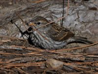 Sparrow10.jpg