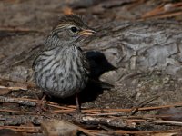 Sparrow11.jpg
