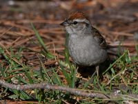 Sparrow16.jpg