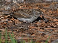 Sparrow17.jpg