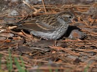 Sparrow18.jpg