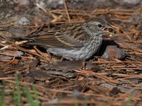 Sparrow19.jpg