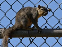 Squirrel3.jpg