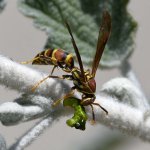 Wasp3.jpg