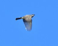 _ROY5639_01.jpg