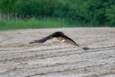 Vulture 1-6.jpg