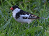 Whydah4.jpg