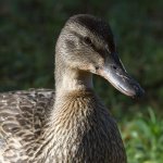 Mallard.jpg