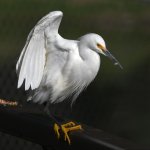 Egret14.jpg