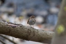 DSC_0603.jpg