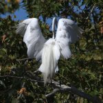 Egret.jpg