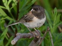 Junco3.jpg