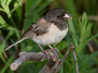 Junco5.jpg