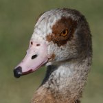 Goose.jpg